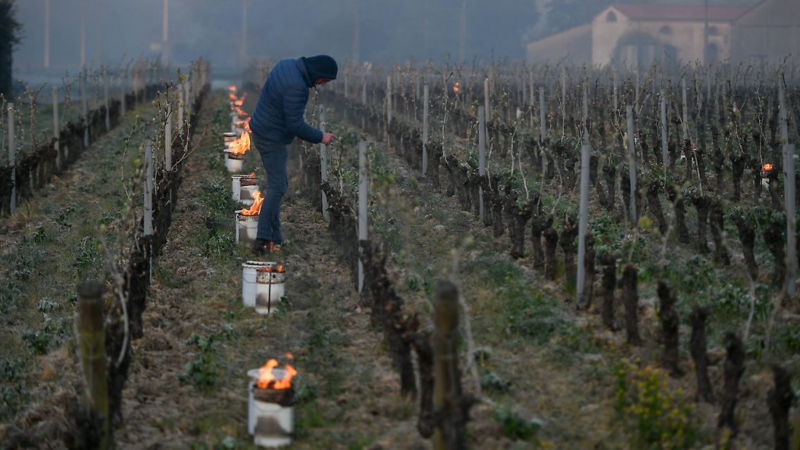 Winzer versuchten, ihre Reben mit Feuer vor dem Frost zu retten.