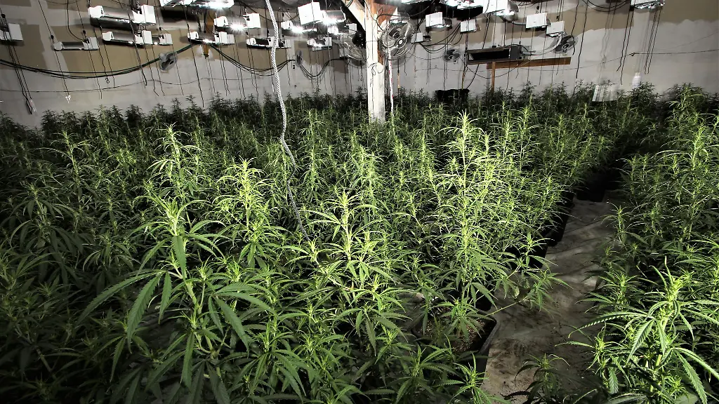 Etwa-500-Cannabispflanzen-entdeckten-die-Beamten-in-Themar