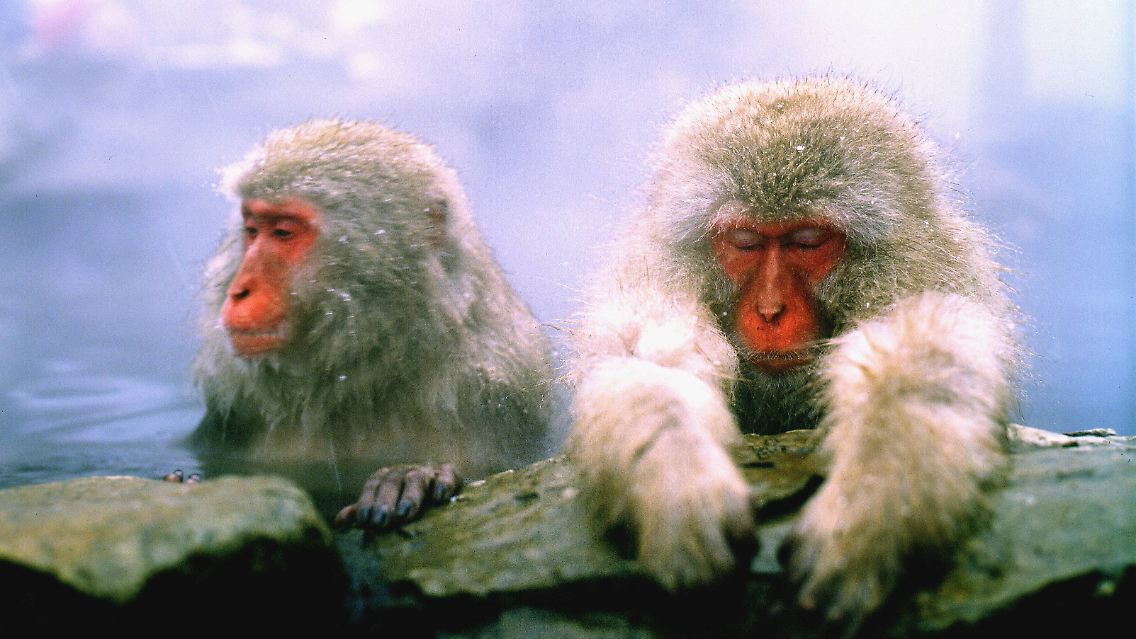 Die Menschenzellen wurden in Embryos von Makakenaffen eingepflanzt.