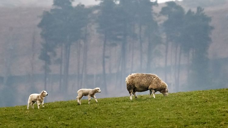 Besonders begehrt bei Dieben seien laut Davidson von der Agrarversicherung NFU Mutual Rasseschafe.