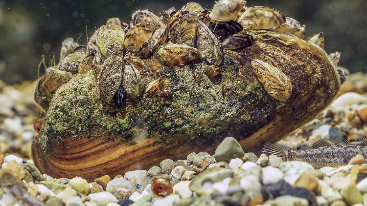 Sieht harmlos aus, richtet aber verhältnismäßig viel Schaden an: die Wandermuschel (Dreissena polymorpha).