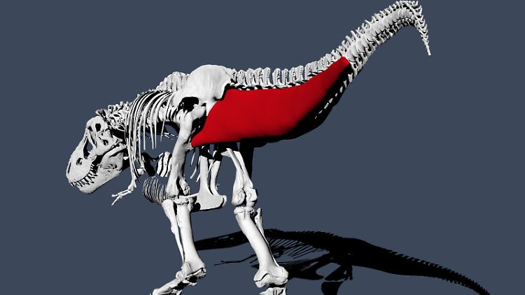 Die Forscher modellierten auch die Schwanzmuskeln eines T.rex, um dessen Schwingung mit einzubeziehen.