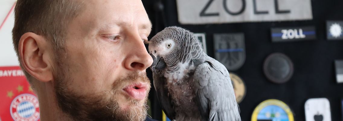 Graupapageien sind laut Hauptzollamt unter anderem gemäß der Europäischen Artenschutzverordnung sowie des Bundesnaturschutzgesetzes geschützt. 