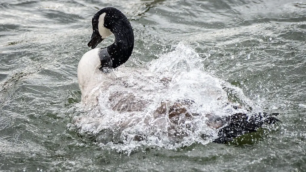 Die-Gefluegelpest-auch-Vogelgrippe-genannt-ist-bei-einer-Kanadagans-im-Frankfurter-Stadtteil-Eschersheim-nachgewiesen-worden