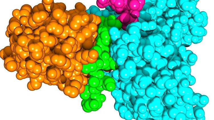 Das SUD-Protein des Sars-Coronavirus (orange) bildet einen Komplex mit dem menschlichen Protein Paip-1 (hellblau). Die besonders stark wechselwirkenden Elemente der beiden Proteine sind grün (SUD) und violett (Paip-1) dargestellt.
