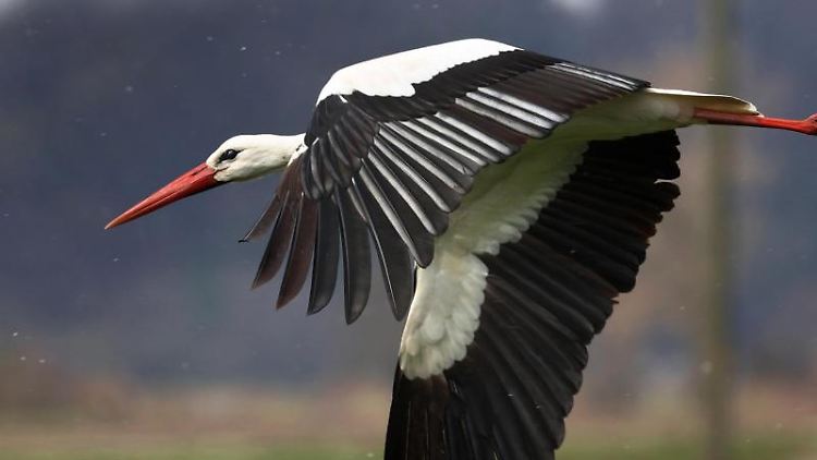 Störche flogen auch aus 25 Kilometern Entfernung herbei, sobald der Geruch gemähten Grases in der Luft lag.