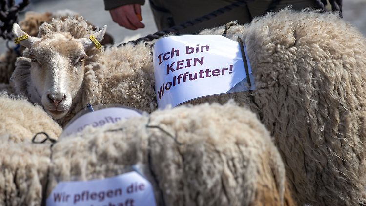 Menschenfutter schon, Wolfsfutter nicht: Weidetierhalter demonstrieren gegen zu lasche Abschussregeln von Wölfen. 