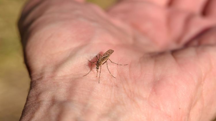 Malaria wird von Mücken übertragen.