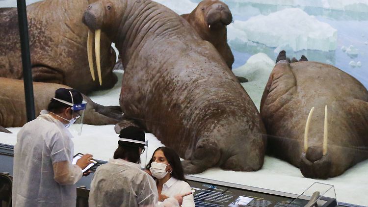 Schicker als Mehrzweckhalle: Auch das New Yorker Naturkundemuseum fungiert derzeit als Impfzentrum gegen Covid-19.  