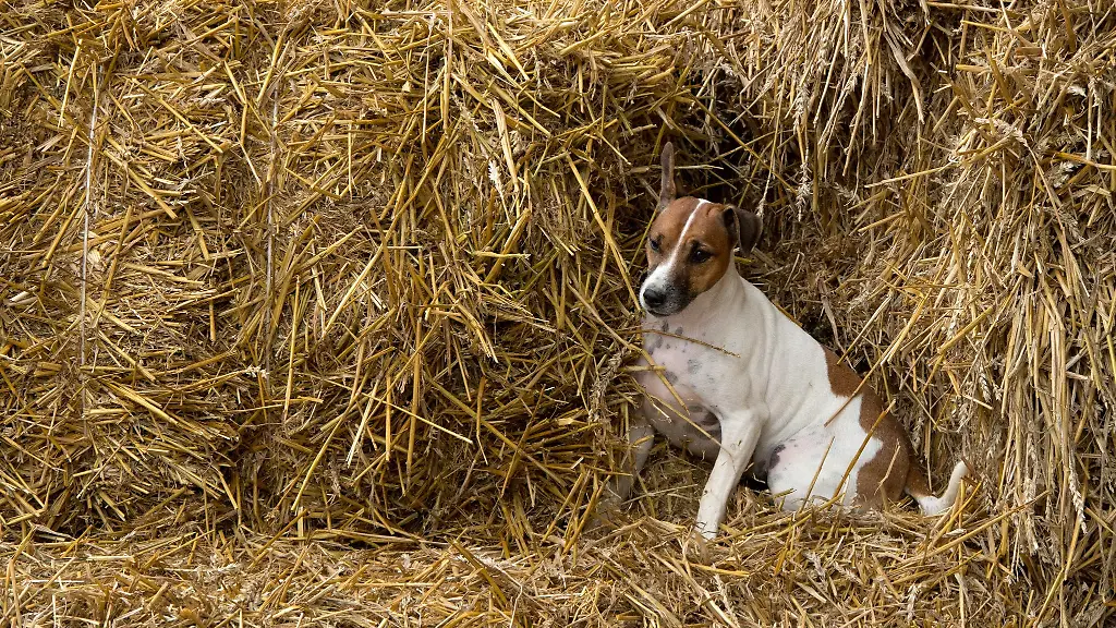 Die-Polizei-sucht-nach-dem-Hundeentfuehrer