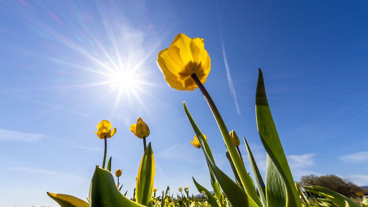 Sonnenschein und warmes Wetter haben einen gewissen Effekt auf die Ausbreitung des Coronavirus. Die Frage ist nur, wie stark er ausfällt.