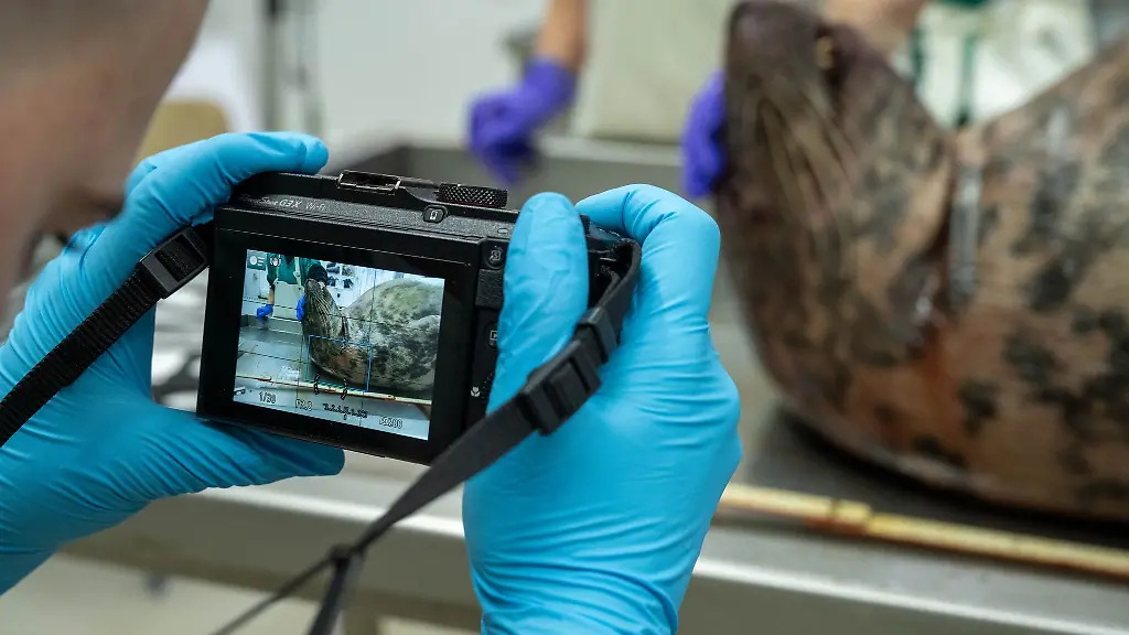 In-Greifswald-ist-eine-tote-Robbe-entdeckt-worden