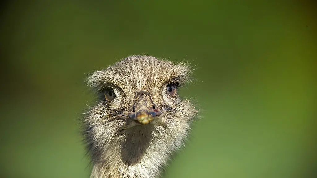 Ein-Nandu-hat-in-Landshut-den-Handschuh-eines-Kindes-verschluckt