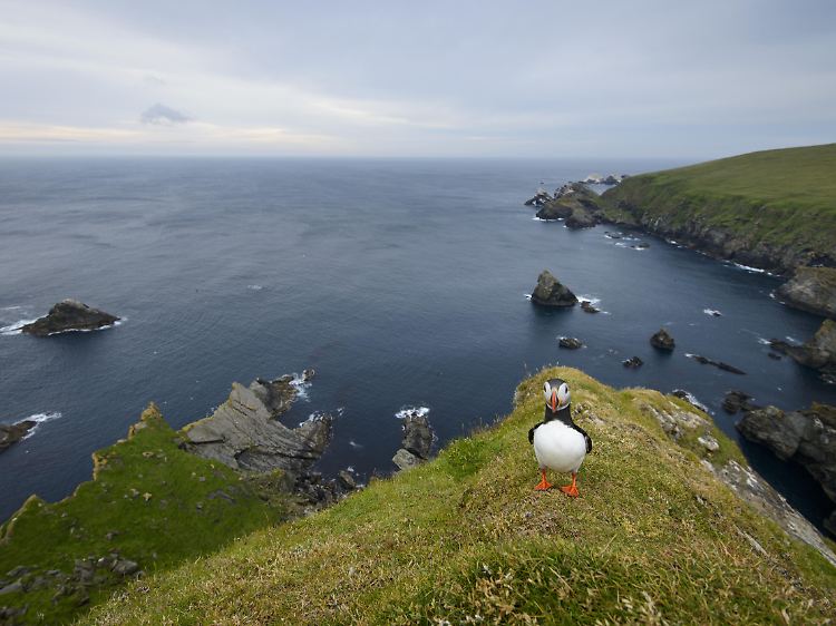 Papageitaucher auf einer Klippe im Hermaness National Nature Reserve, Unst.