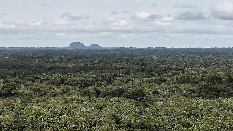 Brasiliens Präsident Bolsonaro will für den Erhalt des Regenwalds Vorkasse von der internationalen Gemeinschaft.