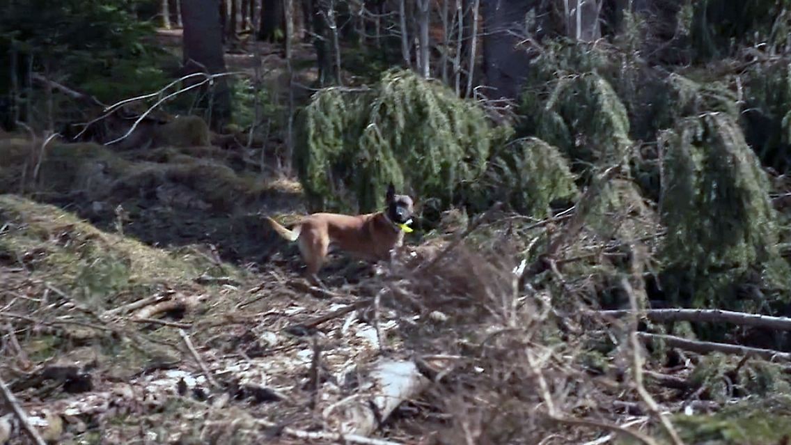 BorkenkäferHund.jpg