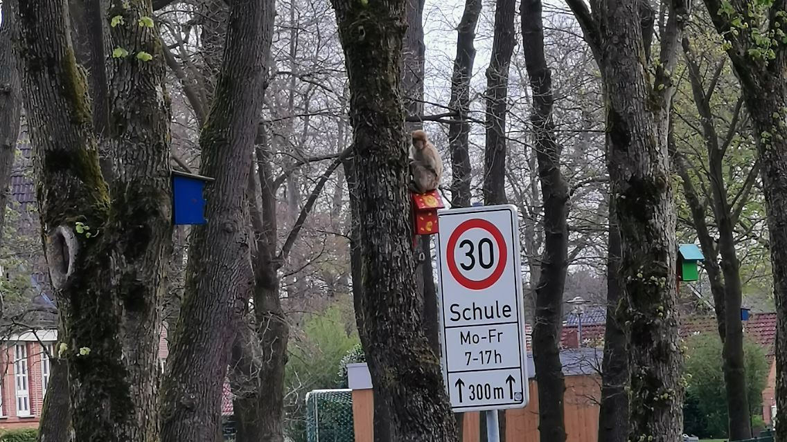 Vielleicht wollten die Tiere ja auch nur ein bisschen was lernen gehen?