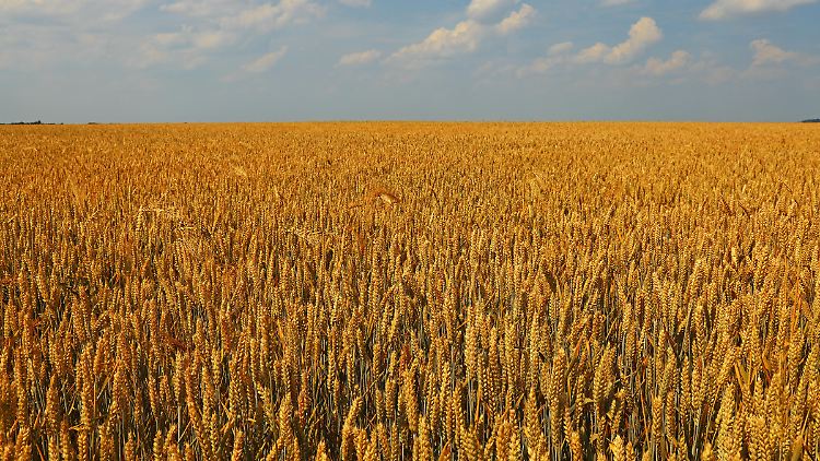 Geringere Ernährungsvielfalt als vor 1910: Die Forscher führen das auf die moderne Landwirtschaft mit einer Konzentration auf weniger Varianten von Nutzpflanzen und -tieren zurück.