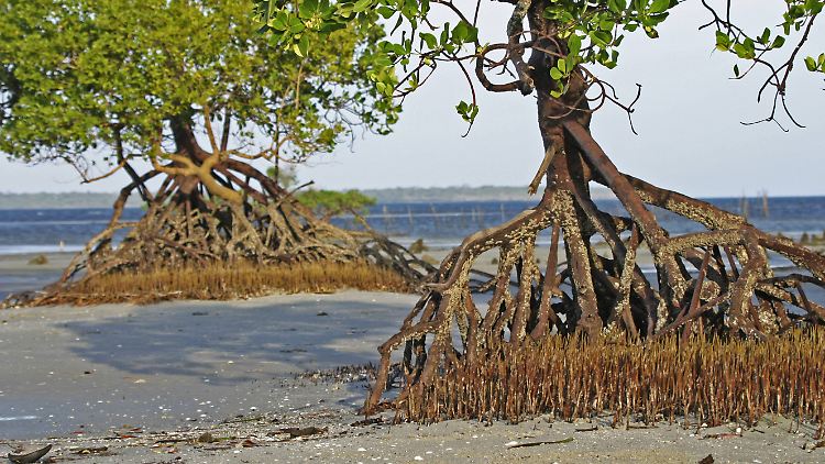 Mangroven sind auch natürliche CO2-Speicher, so Lemke.