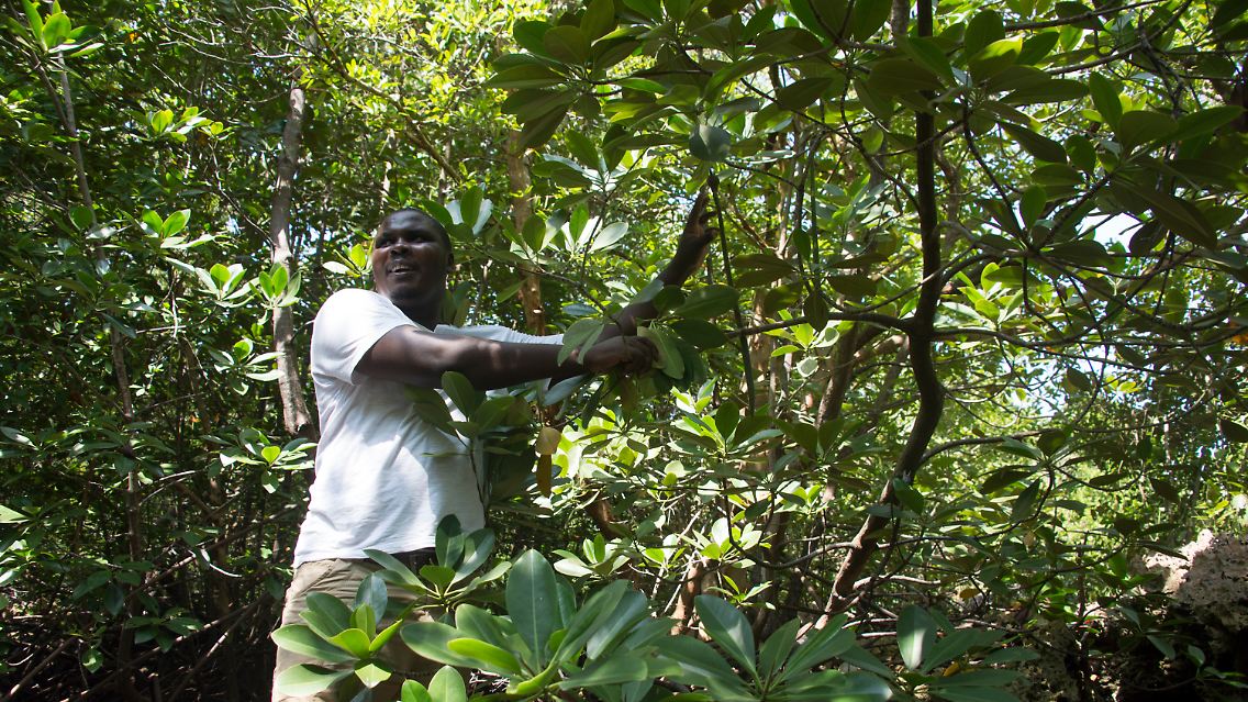 Der Meeresbiologe Josphat Nguu und seine Kollegen vom Projekt "Mikoko Pamoja" haben nach eigenen Angaben bislang 117 Hektar Mangrovenwald geschützt und rund zwei Hektar Mangrovenwald wiederhergestellt.
