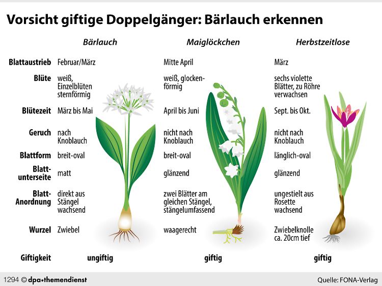 Ähnliche Blätter, aber giftig: Unterscheidungsmerkmale von Bärlauch, Maiglöckchen und Herbstzeitlose.