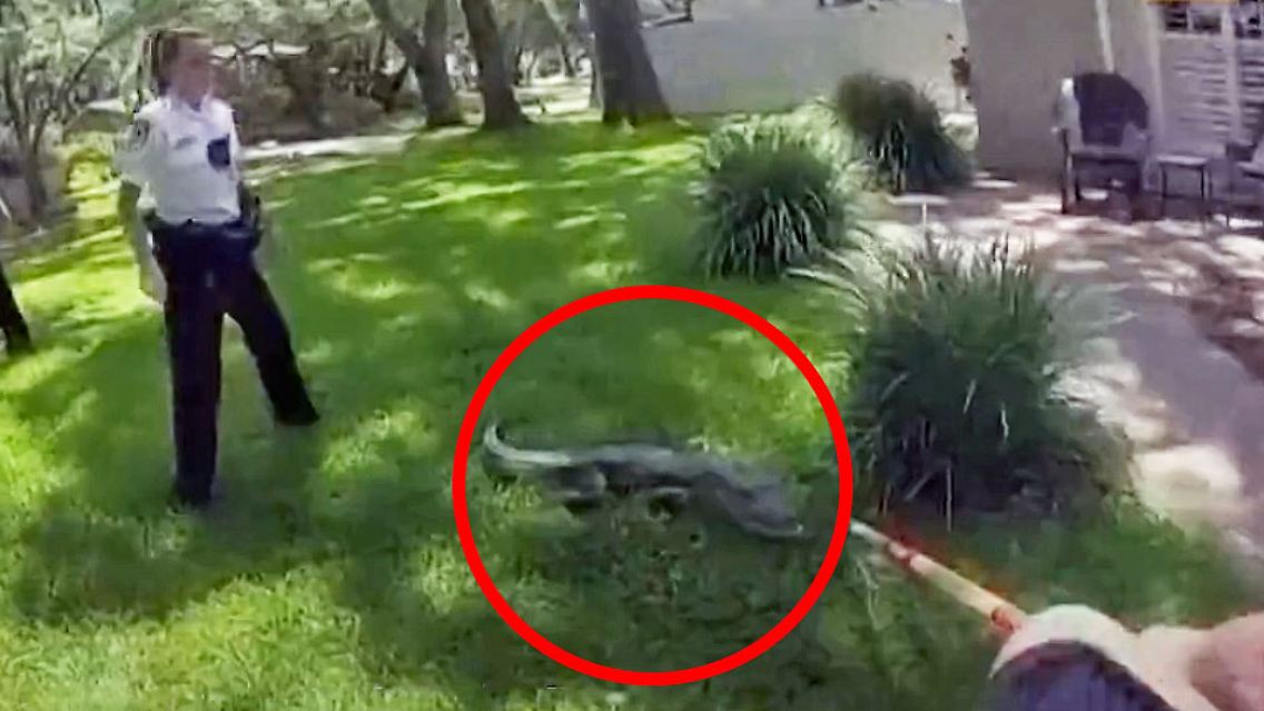 AlligatorFlorida.jpg
