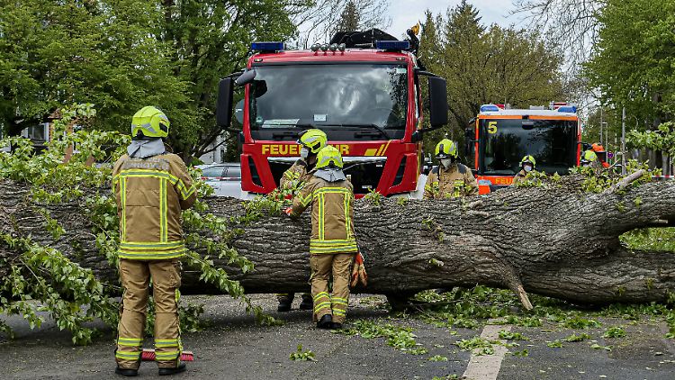 In Hannover stürzte eine etwa 15 Meter hohe Pappel quer über die Straße.