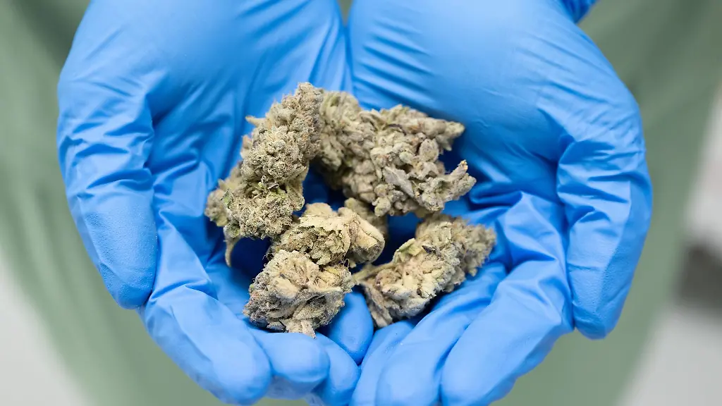 In-Thueringen-werden-jaehrliche-Hunderte-Antraege-auf-medizinisches-Cannabis-gestellt