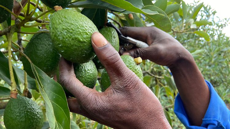 Acovado-Ernte auf einer Farm in Südafrika. Viele der Früchte gehen auch an deutsche Discounter.