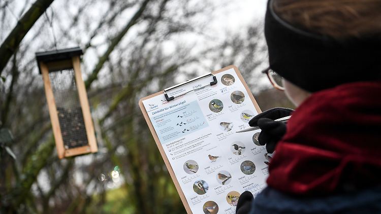 Eine Frau registriert bei der "Stunde der Wintervögel", welche der Tiere sie an einem Futterplatz entdeckt.