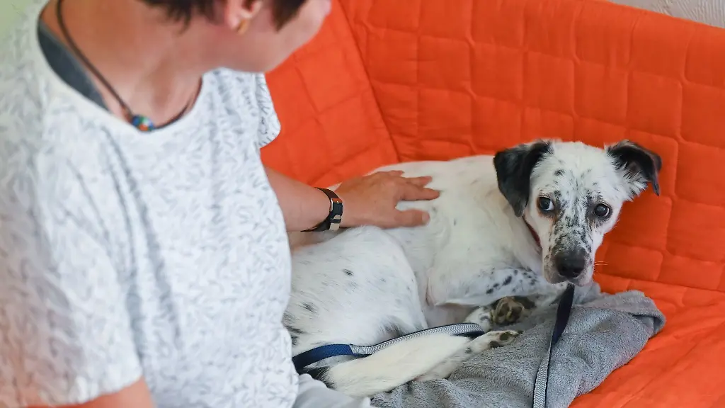 Hunde-koennen-sich-vor-Feuerwerk-und-Boellern-fuerchten