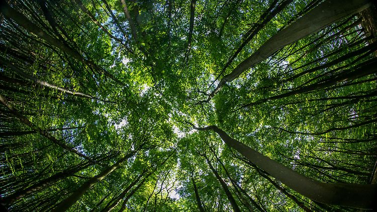 Buchenwälder an der Ostsee, so weit das Auge reicht: Im vergangenen Jahr wurden so viele Bäume geschlagen, wie noch nie seit der Wiedervereinigung. 