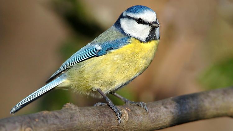 Geht es bei den Blaumeisen wieder aufwärts? 2020 wurde ein Rückgang von mehr als 20 Prozent festgestellt. 