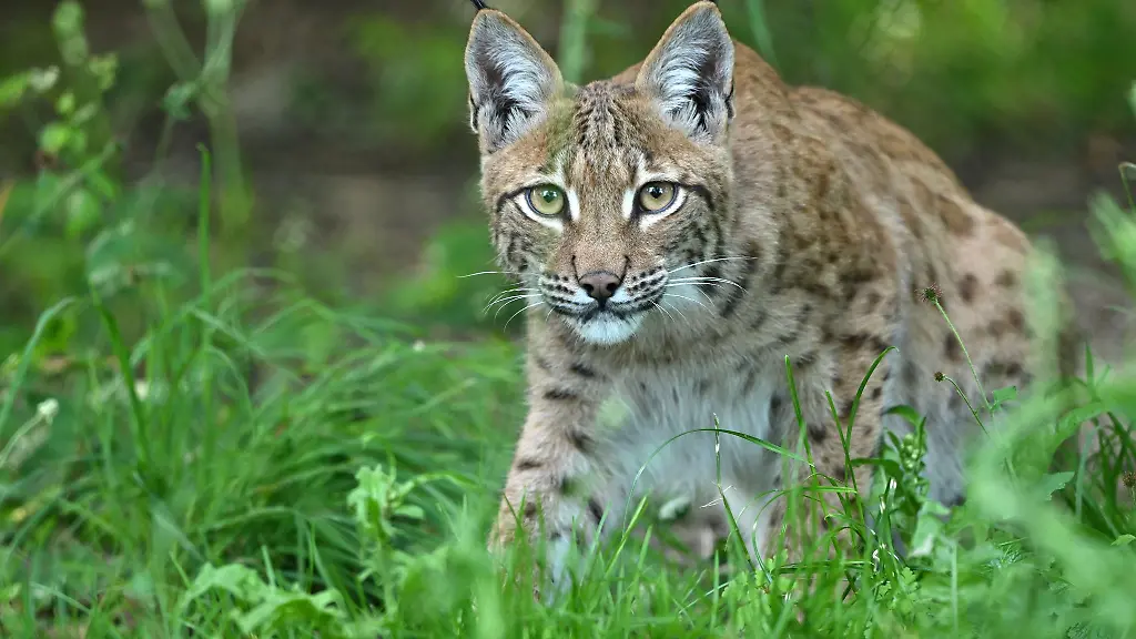 Die-ausgewilderten-Luchse-im-Thueringer-Wald-fuehlen-sich-offenbar-wohl