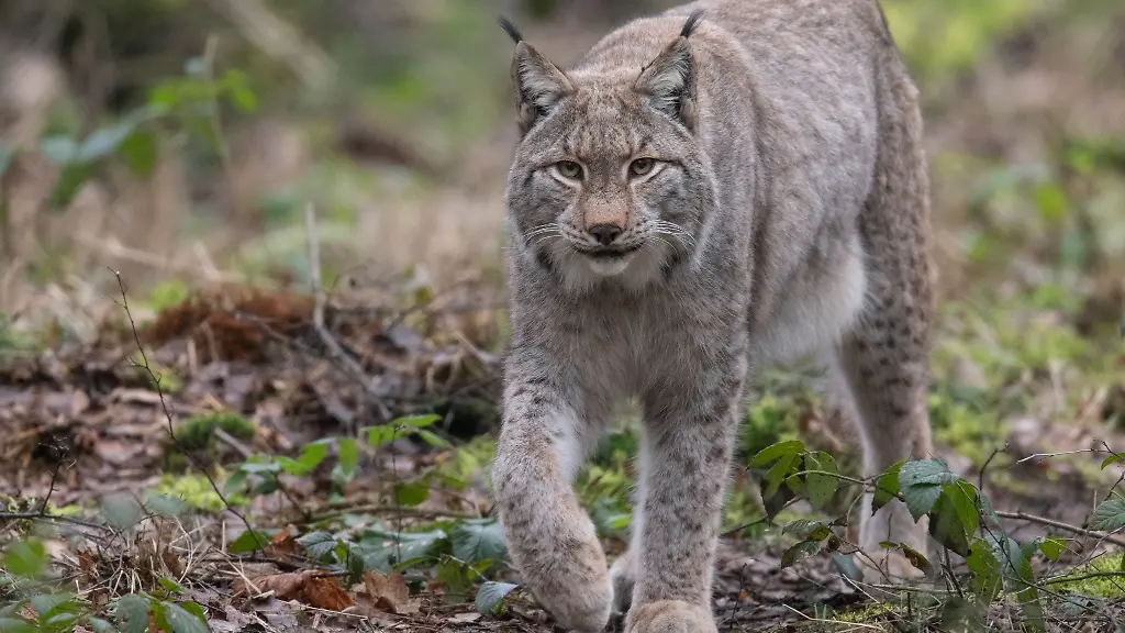 Die-Chancen-auf-Luchs-Nachwuchs-stehen-umso-besser-je-mehr-Luchse-in-Hessen-sesshaft-werden