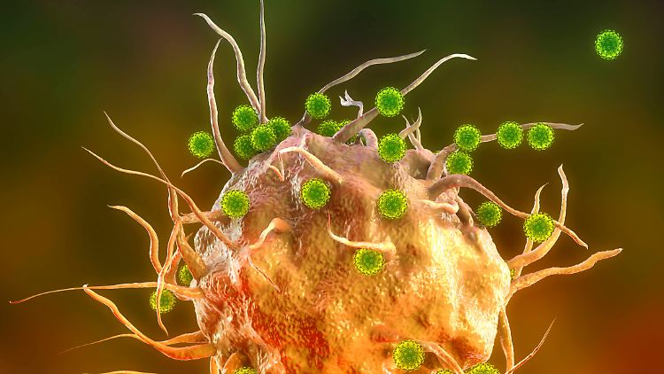 T-Zellen eleminieren bereits infizierte Zellen - und nicht das Virus selbst.