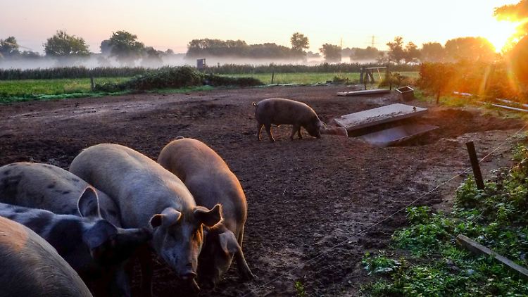 Wer sich klimafreundlich ernähren möchte, muss nicht ganz auf Fleisch verzichten. Es sollte aber möglichst von Tieren aus regionaler und artgerechter Haltung stammen.