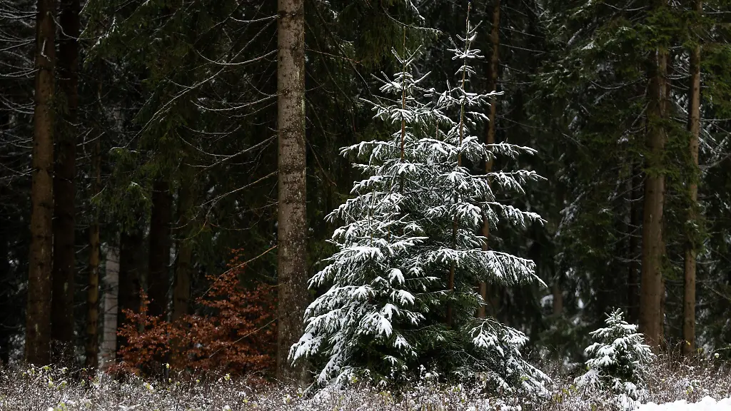 Im-Thueringer-Wald-liegen-immerhin-einige-Zentimeter-Schnee