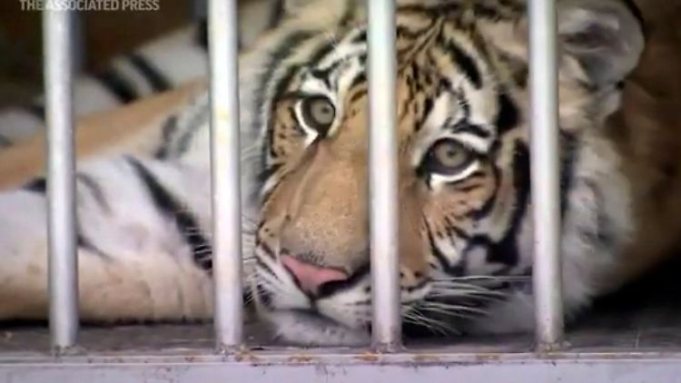 Zum Glück sei der Tiger sehr zahm, sagt Polizist Ron Borza.