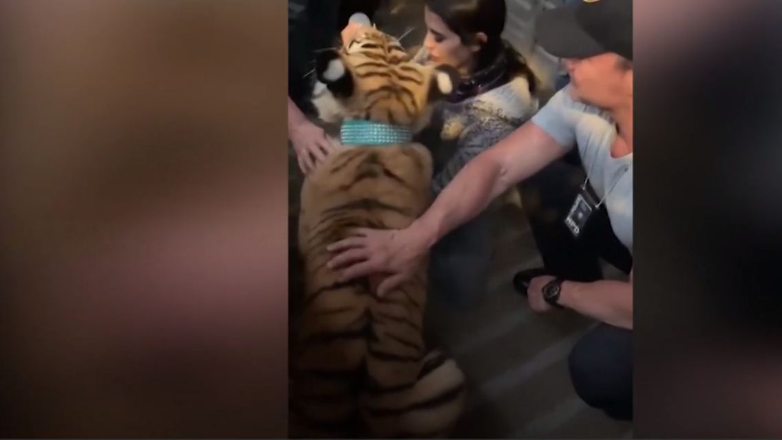 tiger-gefangen.PNG