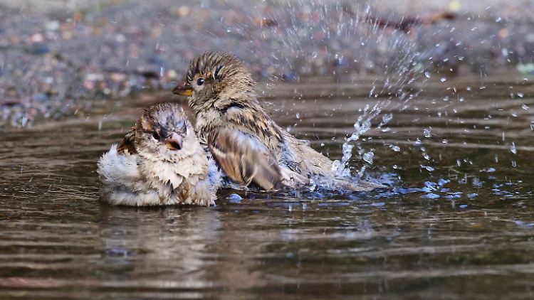 Bekannt, beliebt, häufig: der Haussperling - hier zwei Weibchen beim Baden in einer Pfütze.
