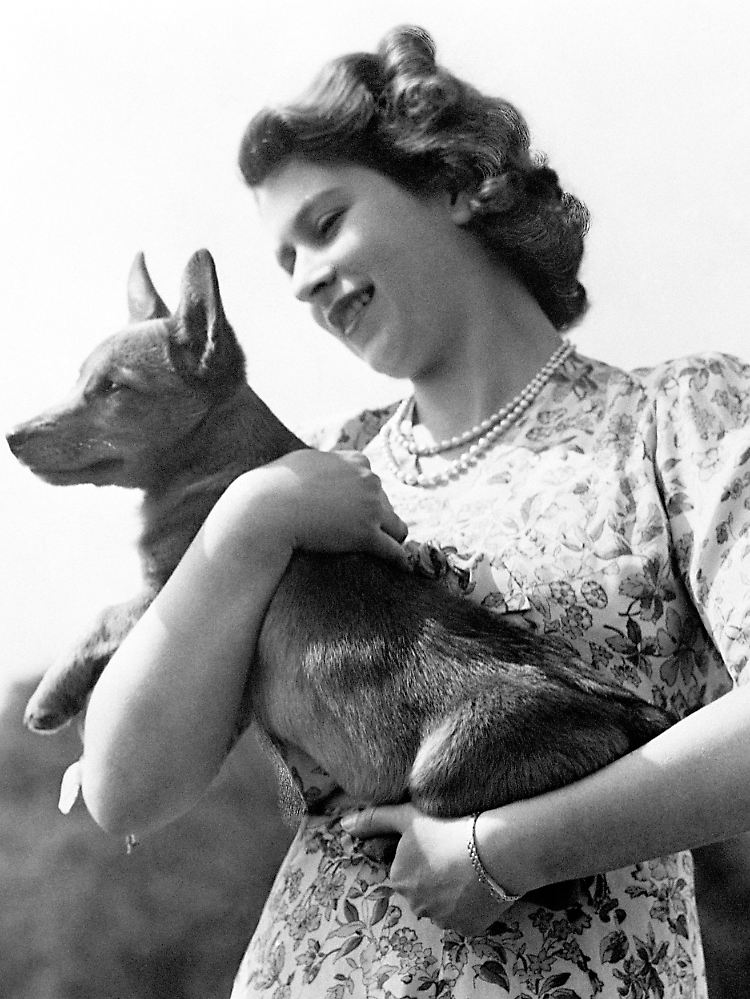 Hunde und die Queen - eine lange Liebesgeschichte, hier Elizabeth im Jahr 1950 mit einem Corgi.