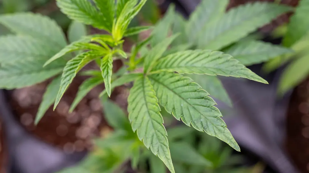 Fast-80-Verstoesse-gegen-das-neue-Cannabisgesetz-hat-die-Hamburger-Polizei-bislang-festgestellt