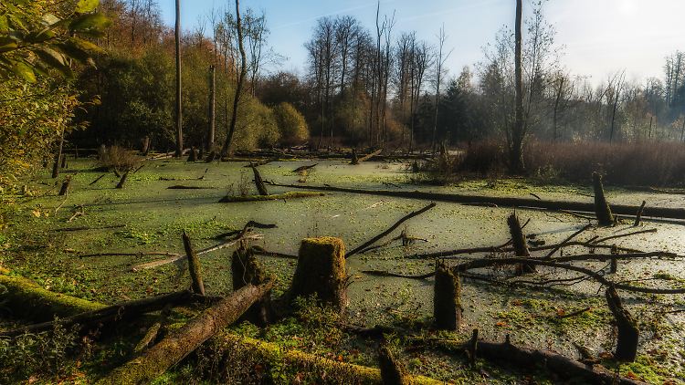 Moore wie hier das Kaltenhofer Moor in Schleswig-Holstein sind besonders wertvoll im Kampf gegen den Klimawandel, weil sie CO2 binden.