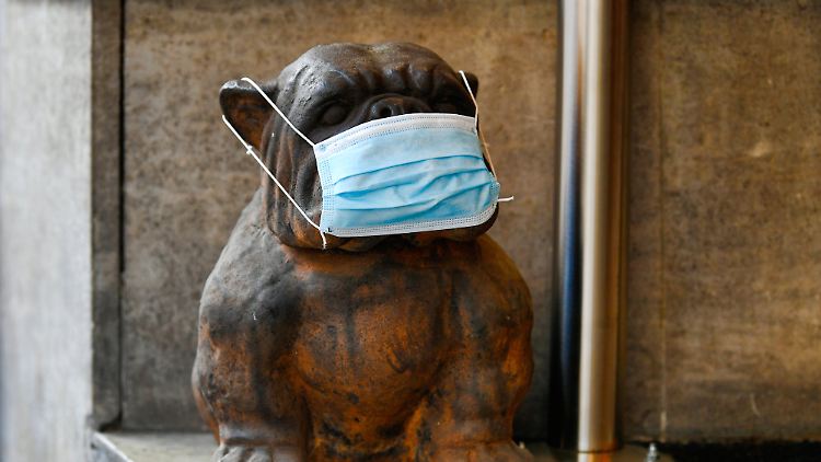 Hunde haben anscheinend ein feines Näschen für Coronaviren.