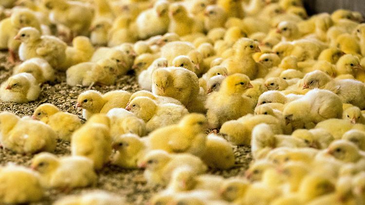 Männliche Küken sterben jedes Jahr zu Millionen - damit soll bald Schluss sein. 