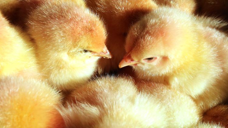 In Deutschland werden jährlich mehr als 40 Millionen männliche Küken kurz nach dem Schlüpfen routinemäßig getötet - das soll bald ein Ende haben.