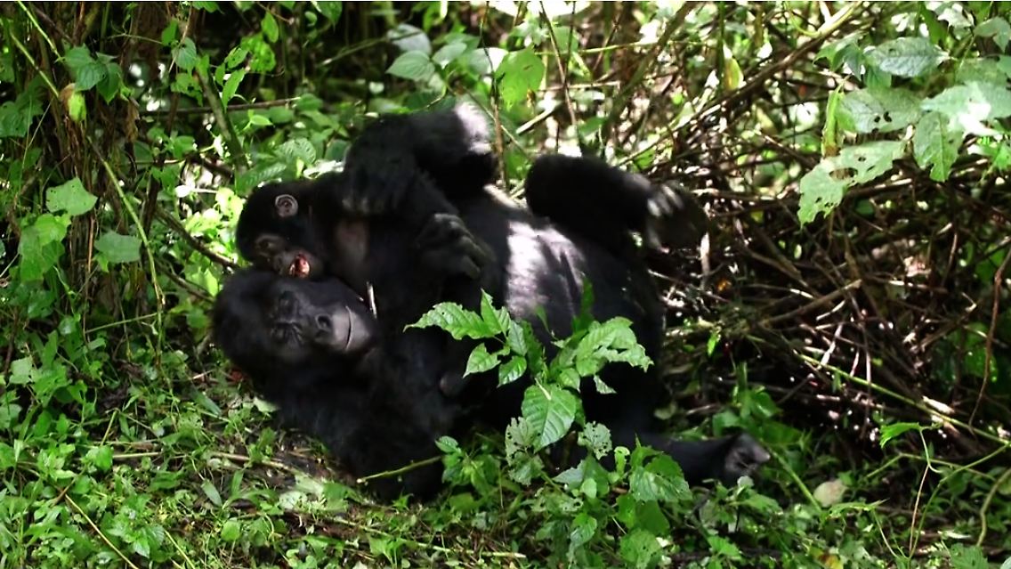 cute-berggorillas.PNG