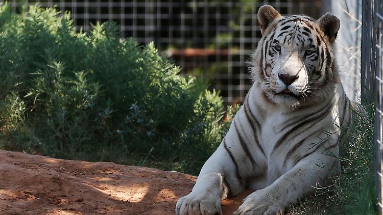 Insgesamt 68 Großkatzen sind nun in Sicherheit.