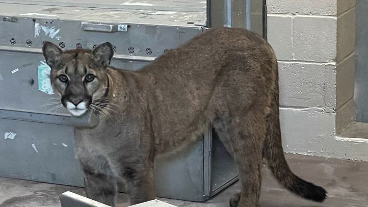 Das Tier mit dem Spitznamen "Mr. Handsome" (Schönling) wurde mit einem Mikrochip gekennzeichnet und anschließend in einem Wildnisgebiet im Bezirk Santa Clara ausgesetzt.